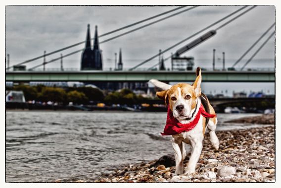 Hund rennt seitlich am rechten Rand des Fluss Rhein entlang. Im Hintergrund sind die Severins-Brücke und der Kölner Dom zu sehen. Hundeschule, Hundetraining, Welpenschule, Welpentraining, Hundesport, Agility, Mantrailing, Gruppentraining, Apportieren, Dummy