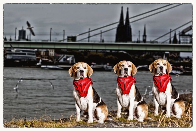 Drei Abbildungen eines Hundes sitzen am östlichen Rand des Flusses Rhein, und machen eine gehorsame Pose zur Darstellung des Gruppentrainings. Hundeschule, Hundetraining, Welpenschule, Welpentraining, Hundesport, Agility, Mantrailing, Gruppentraining, Apportieren, Dummy
